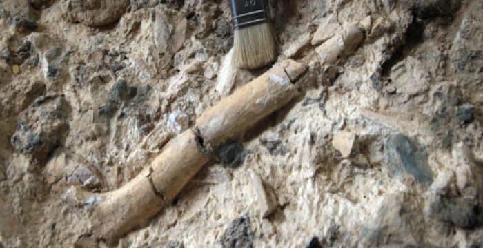 Βρέθηκε απολίθωμα που πιθανόν ανήκει στο πρώτο είδος ανθρώπου που πάτησε στη γη