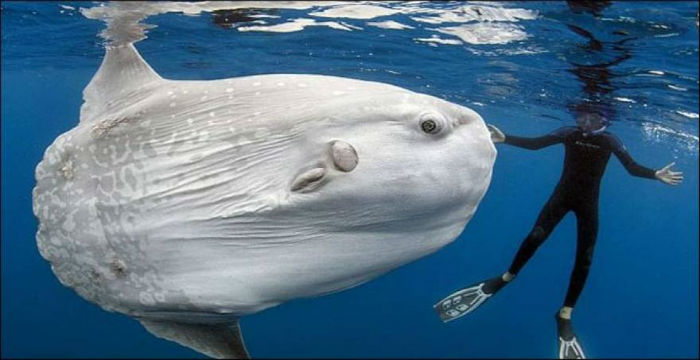 mola_mola_1