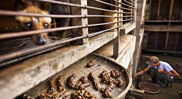 kopi-luwak-akrivoteros-kafes-kosmou-ine-enas-efialtis-zoo-paragi
