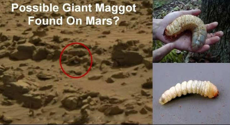 possible-giant-maggot-found-mars