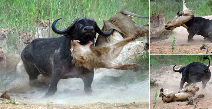 Buffalo