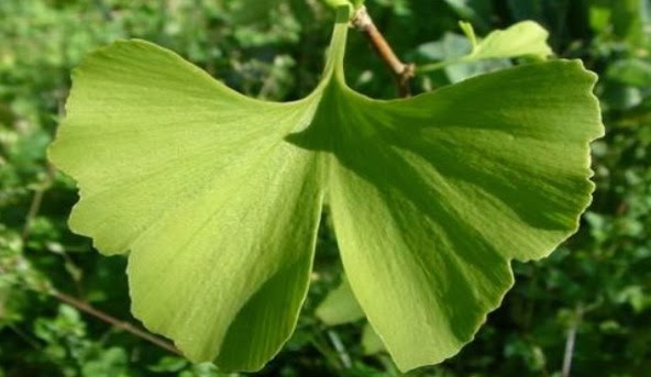 Ginkgo-Biloba