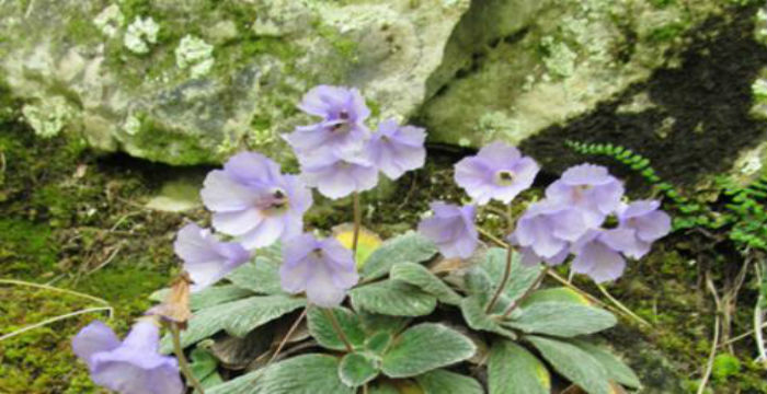 «Γιάνκεα» Το λουλούδι που φυτρώνει αποκλειστικά στο Βουνό των Θεών  