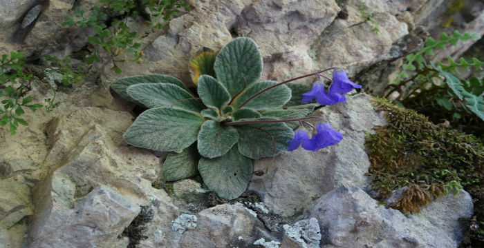 «Γιάνκεα» Το λουλούδι που φυτρώνει αποκλειστικά στο Βουνό των Θεών  