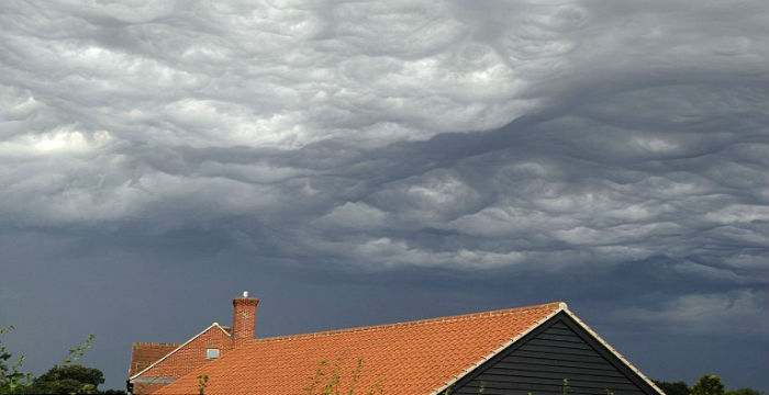 Undulatus_asperatus_1