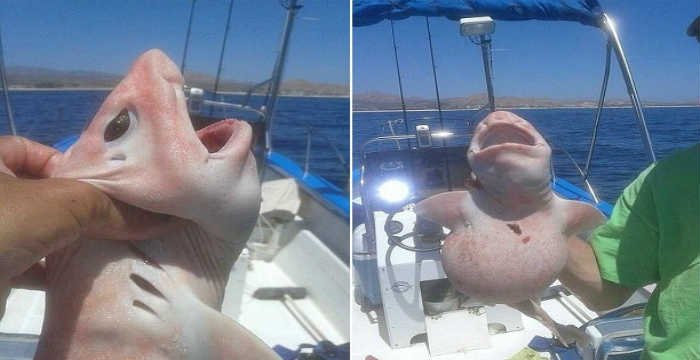Ασυνήθιστο ροζ και λευκό πλάσμα με περίεργα χαρακτηριστικά αλιεύτηκε στο Μεξικό  