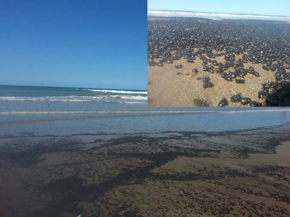 beetle-invasion-argentina-beach-5