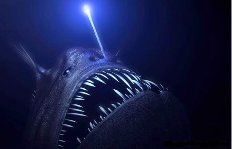 black_seadevil
