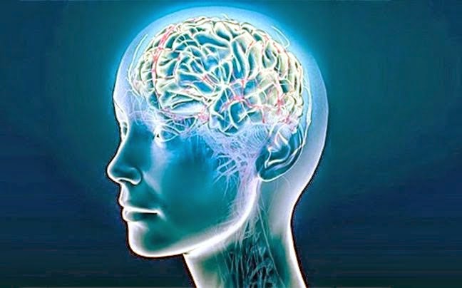 brain1