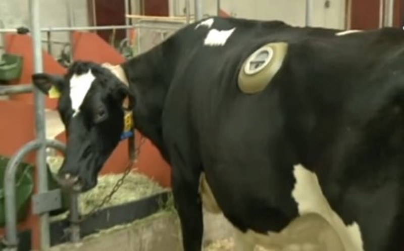 cows