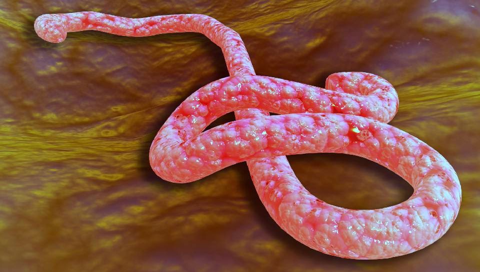 ebola3