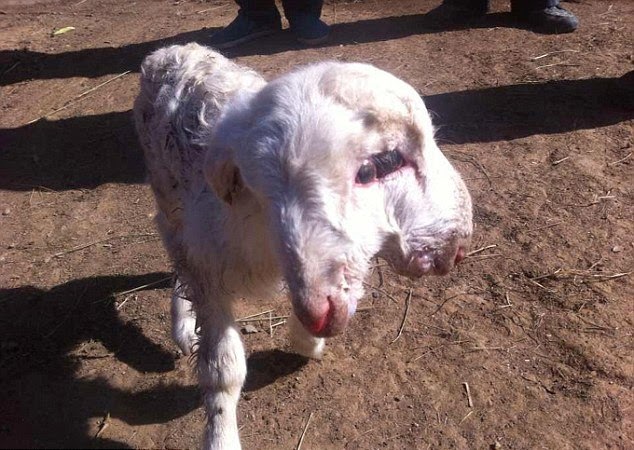 lamb3