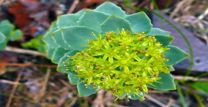 rontiola-chrisi-riza-ton-arktikon-periochon-katapolema-tin-katathlipsi