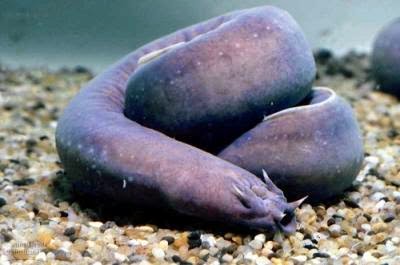 seamonster_01