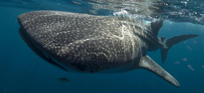 shark